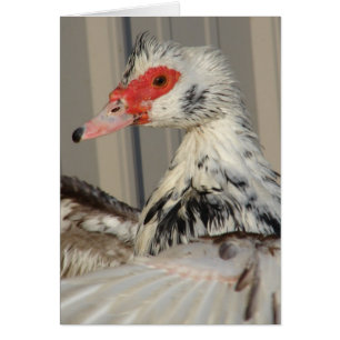 Cartão Coloque suas asas