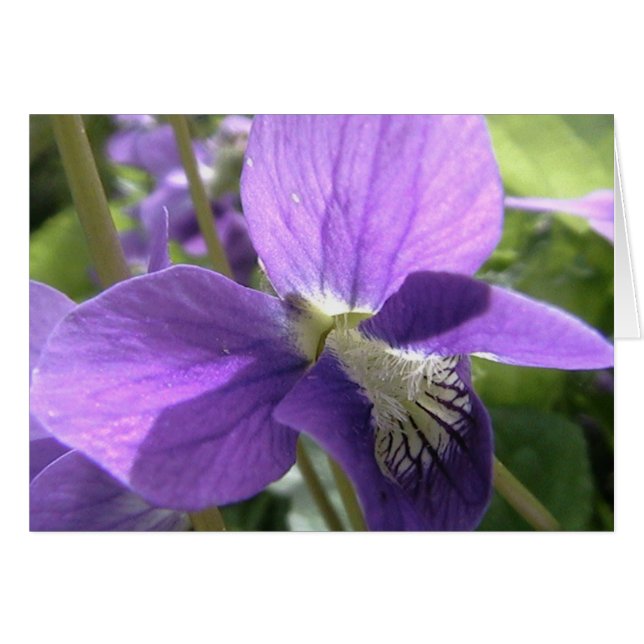 Cartão colora minha alma (Frente Horizontal)