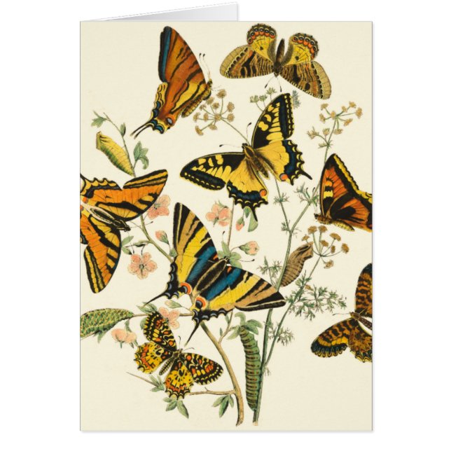 Cartão Coloração das borboletas e lagartas (Frente)