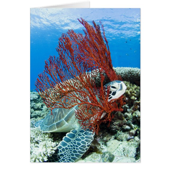 Cartão Coloração de Tartaruga do Mar (Frente)