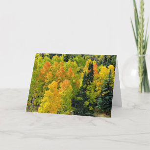 Cartão Colorado Aspen Grove