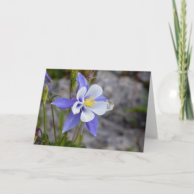 Cartão Colorado Columbine (Frente)