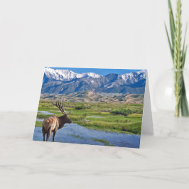 Cartão Colorado Rocky Mountains Elk