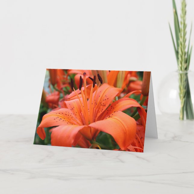 Cartão [Colorful Flowers] Tiger Lily  - Any Occasion (Frente)