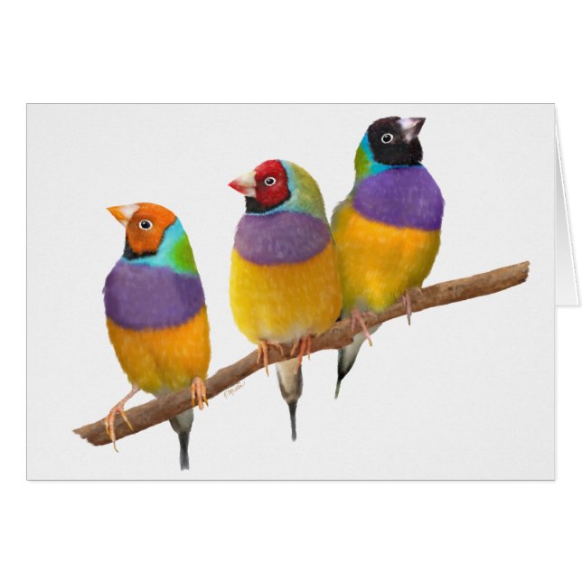 Cartão Colorful Gouldian Finches in Pastels (Frente Horizontal)