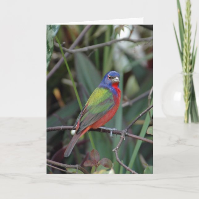 Cartão Colors of  Card (Frente)