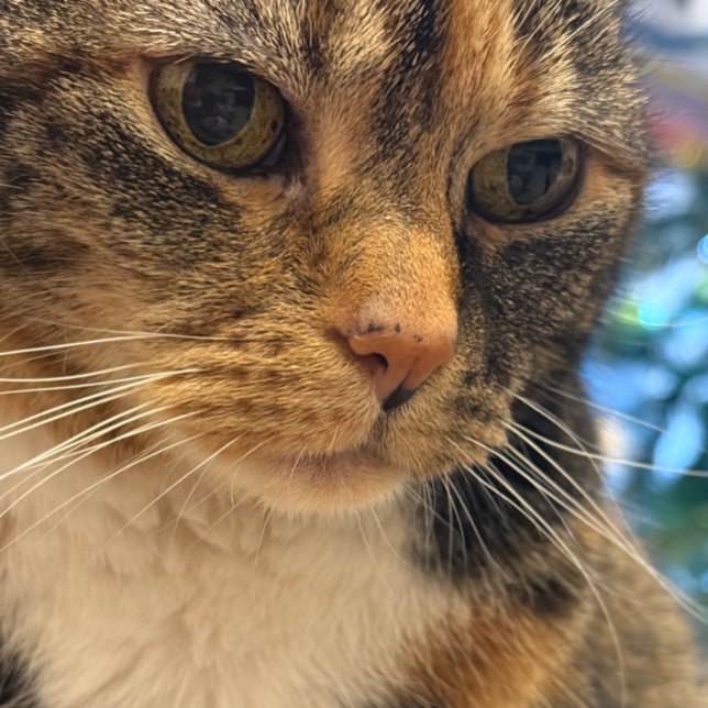 Cartão Colour Photo Of Cat Relaxing (Criador carregado)