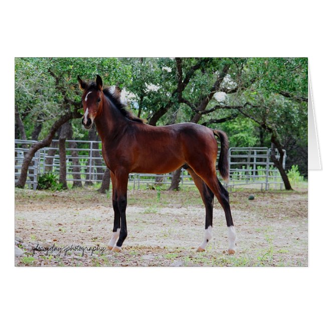 Cartão colt, fotografia glorydaysphoto (Frente Horizontal)
