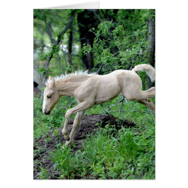 Cartão Colt saltando (Frente)