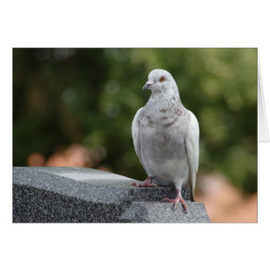 Cartão Columba livia domestica