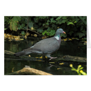 Cartão Columba palumbus