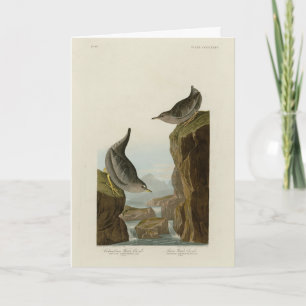 Cartão Columbian Water Ouzel, os Pássaros da América de A