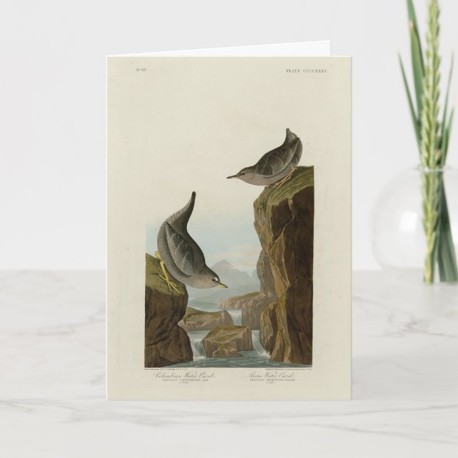 Cartão Columbian Water Ouzel, os Pássaros da América de A (Frente)