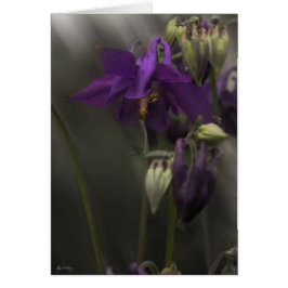 Cartão Columbina à luz do sol