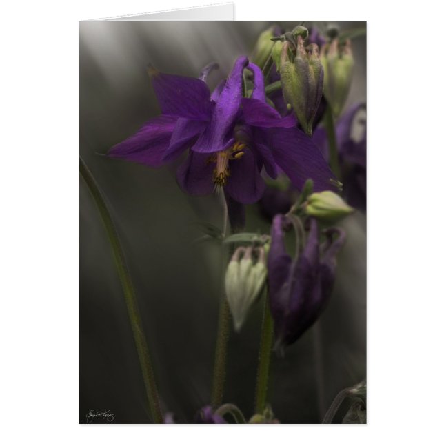 Cartão Columbina à luz do sol (Frente)