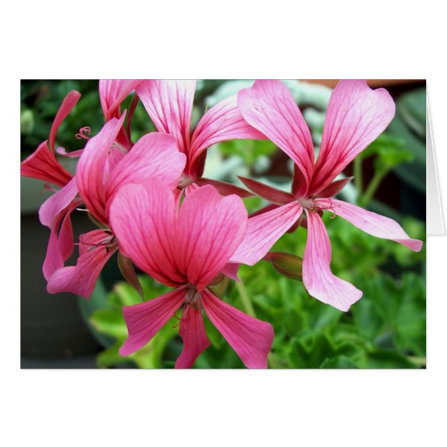 Cartão Columbina Rosa (Frente Horizontal)