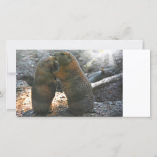 Cartão com fotos com casal marmot fofo