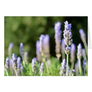 Cartão com fotos da lavanda