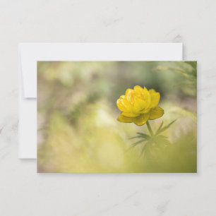 Cartão com fotos da Natureza da Flor Amarela