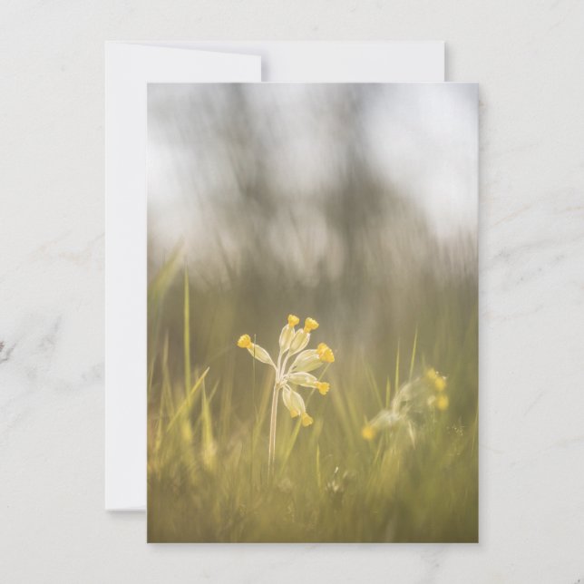 Cartão com fotos da Natureza da Flor Amarela (Frente)