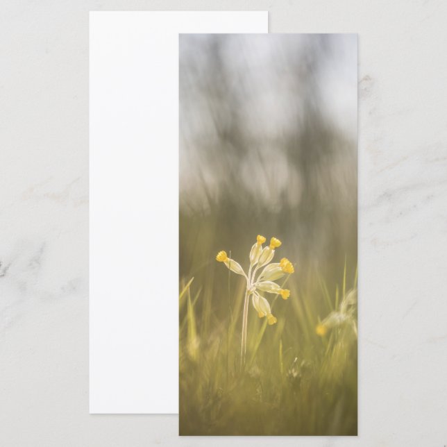 Cartão com fotos da Natureza da Flor Amarela (Frente/Verso)