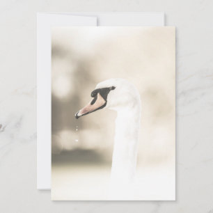 Cartão com fotos da Natureza do Cisne Branco