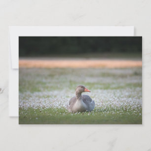 Cartão com fotos da Natureza Greylag Goose