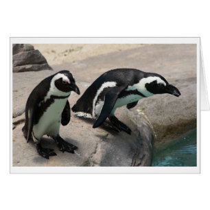 Cartão com fotos de dois pinguins