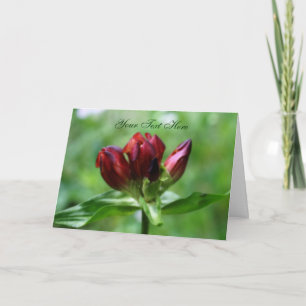 Cartão com fotos de Flor Gentil Vermelho