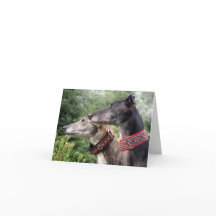 Cartão com fotos de galgos (p343)