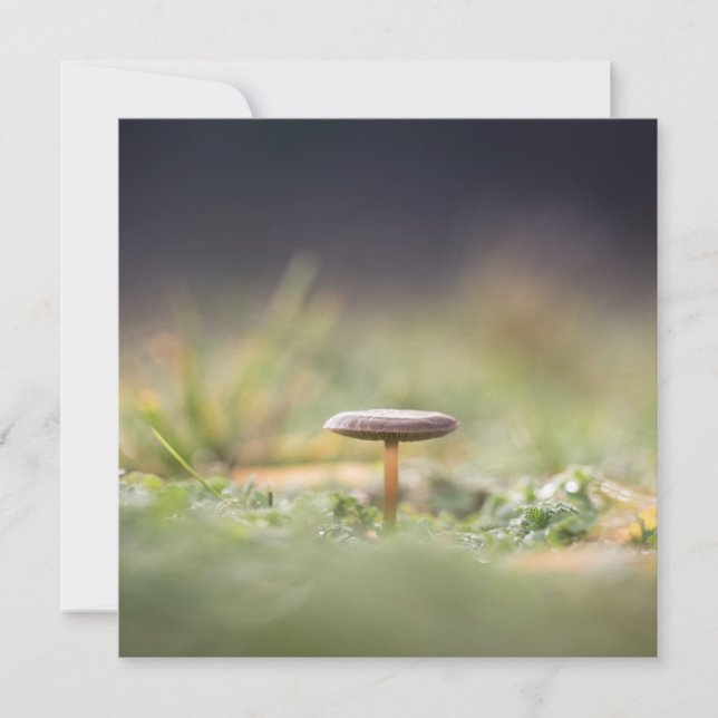 Cartão com fotos de Mushroom Nature (Frente)