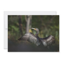 Cartão com fotos de Natureza Cormorante