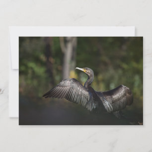 Cartão com fotos de Natureza Cormorante