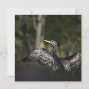 Cartão com fotos de Natureza Cormorante