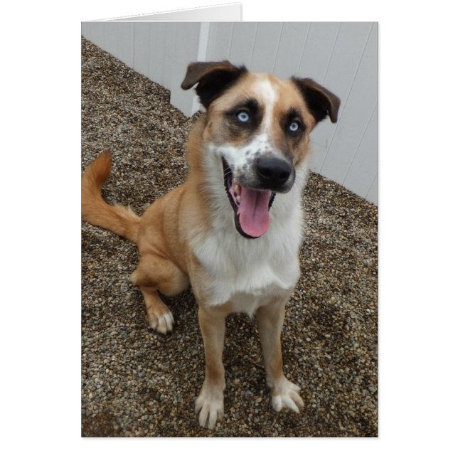 Cartão com fotos do cão - azul (Frente)