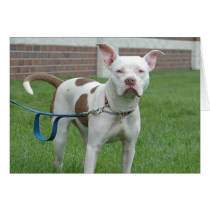 Cartão com fotos do cão - jérsei