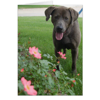 Cartão com fotos do cão - máximo