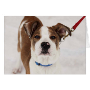 Cartão com fotos do cão - Peyton