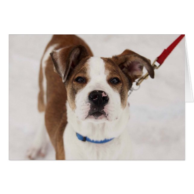 Cartão com fotos do cão - Peyton (Frente Horizontal)