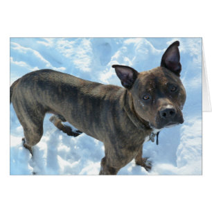 Cartão com fotos do cão - salmouras de Marshall