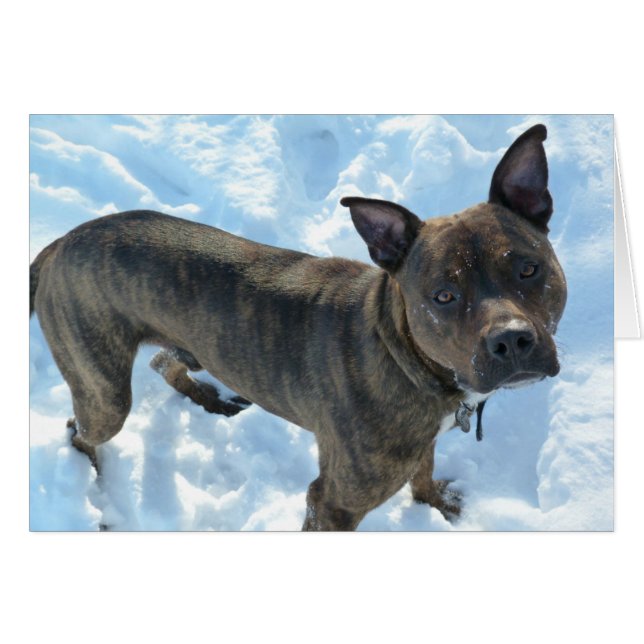 Cartão com fotos do cão - salmouras de Marshall (Frente Horizontal)