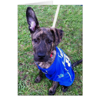 Cartão com fotos do cão - zero