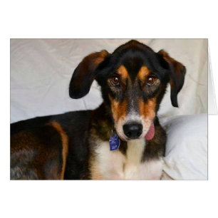 Cartão com fotos do cão - zimbro