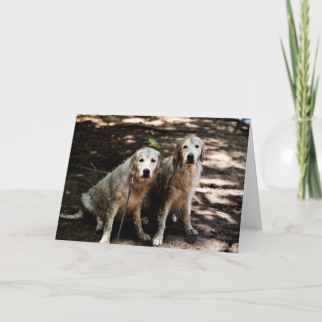 Cartão com fotos do ouro Retriever (Frente)