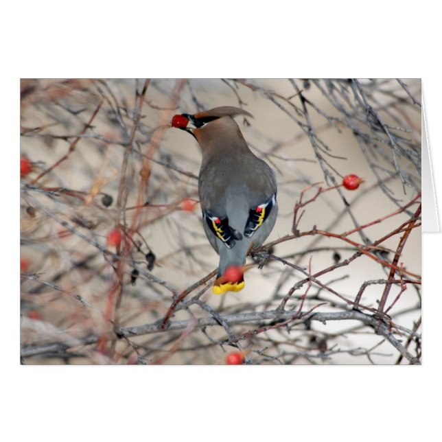 Cartão com fotos do Waxwing (Frente horizontal)