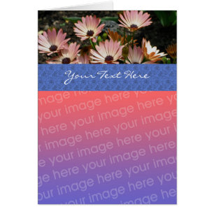 Cartão com fotos Floral do Rosa African Daisies
