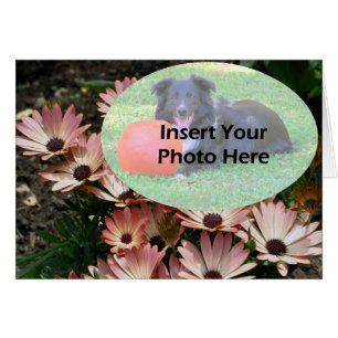 Cartão com fotos Floral do Rosa African Daisies