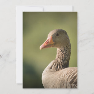 Cartão com fotos Goose Nature