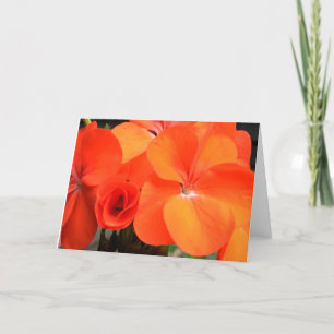 Cartão com fotos Laranja Geranium Flor