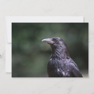 Cartão com fotos natural de aves da espécie carrio